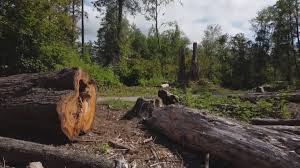 Best Fruit Tree Pruning  in Kearns, UT