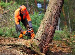 Best Tree Trimming and Pruning  in Kearns, UT