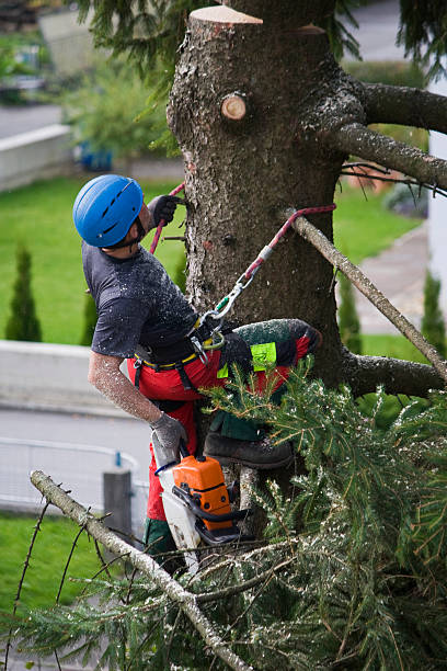 Best Hazardous Tree Removal  in Kearns, UT