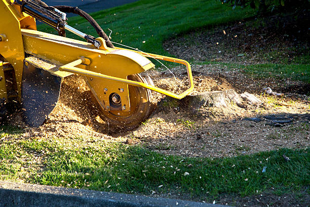 Best Tree Health Inspection  in Kearns, UT