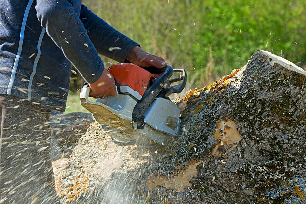Best Emergency Tree Removal  in Kearns, UT